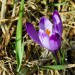 Krokus