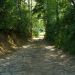 Zielony tunel