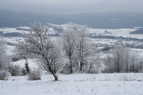 Białe drzewa