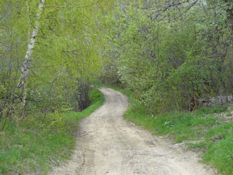 Droga przez zieleń