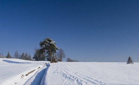 Zimowa łąka